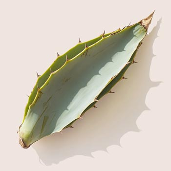 Agave Heat Shock Proteïne