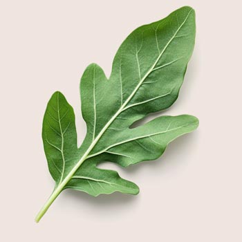 Bioliquefied Arugula