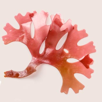 Haematococcus Pluvialis Alg