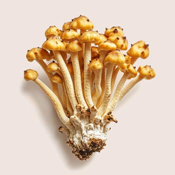 Cordyceps Paddenstoel