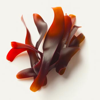 Haematococcus Pluvialis Alg