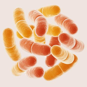 Lactobacillus Bioferment