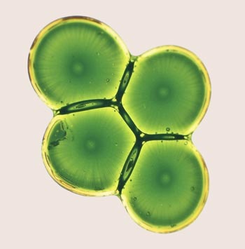 Extremophile Peptide Complex