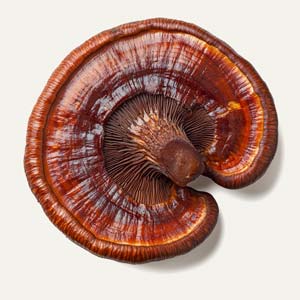 Reishi Paddenstoel