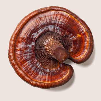 Reishi Paddenstoel