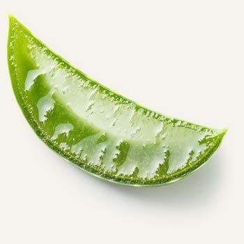 Aloe Vera Stamcellen