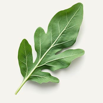 Bioliquefacted Arugula