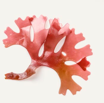 Astaxanthine