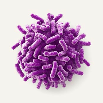 Probiotisch Exosome