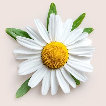 Allantoïne
