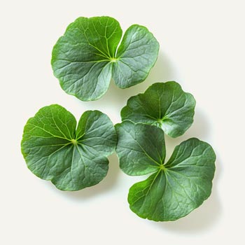 Gotu Kola Exosome
