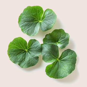 Gotu Kola Exosome