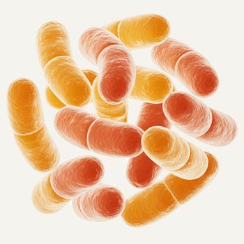 Lactobacillus Bioferment