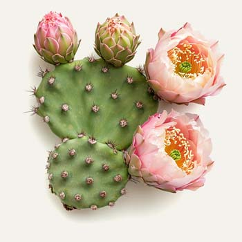 Bioliquefacted Prickly Pear