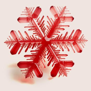 Sneeuw Alg