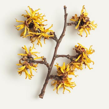 Witch Hazel Water