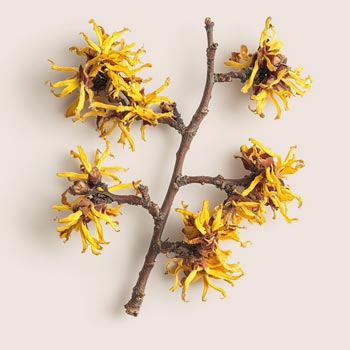 Witch Hazel Water