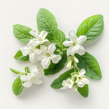 Yerba Santa Bioferment